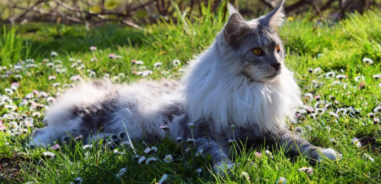 the feature image is about Maine Coon Cat