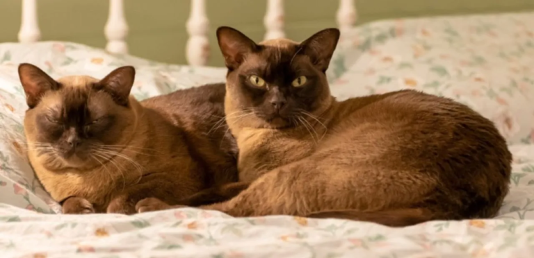 the feature image is about Burmese Cat