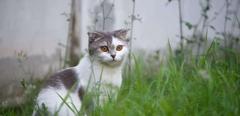 the feature image is about Scottish Fold Cat
