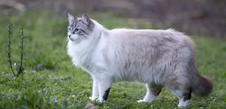 the feature image is showing about Birman Cats