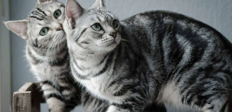 the feature image is showing about American Shorthair Cats