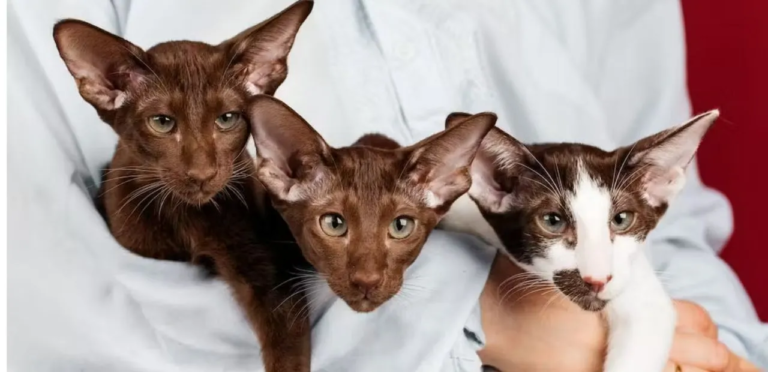 Oriental Shorthair | Sleek & Big-Eared Cat Breed