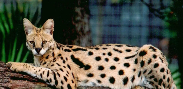 Savannah Cats