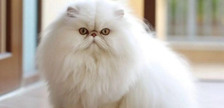 the feature image is about Persian Cats