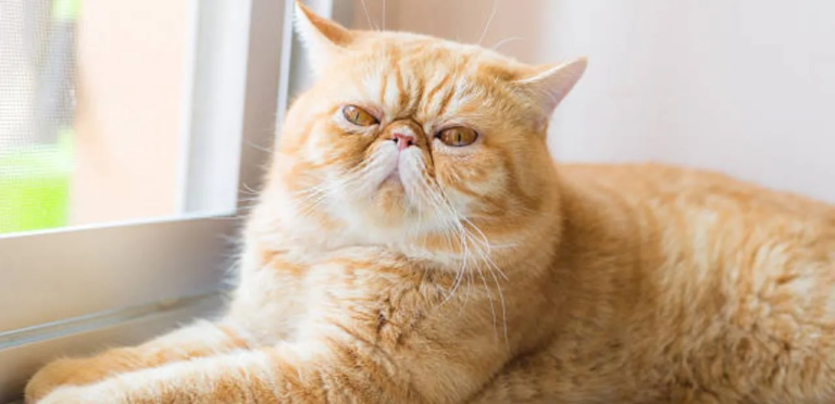 Exotic Shorthair Cat