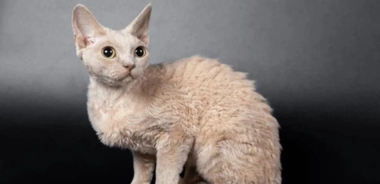 Devon Rex Cats