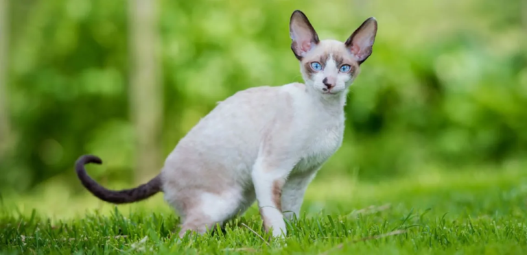 Cornish Rex Cat