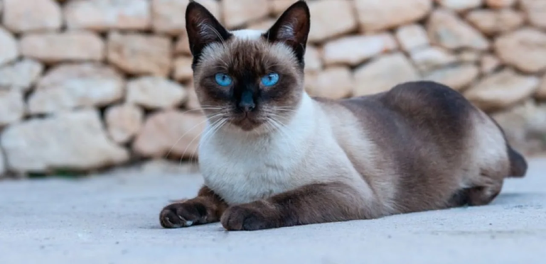 feature image is showing Siamese Cats