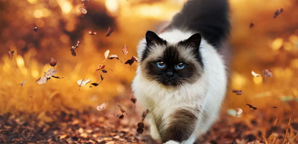 Himalayan Cat | Blue-Eyed & Color-Pointed Cat Breed 1 Himalayan Cat