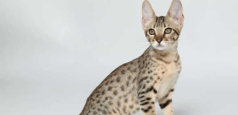 F7 Savannah Cat