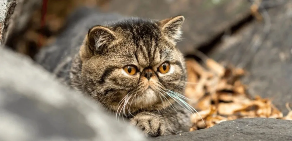 Tabby Exotic Shorthair | Striped & Plush-Coated Cat Breed 1 Tabby Exotic Shorthair