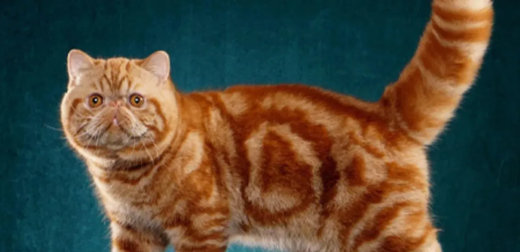 Tabby Exotic Shorthair | Striped & Plush-Coated Cat Breed 2 Considerations When Selecting