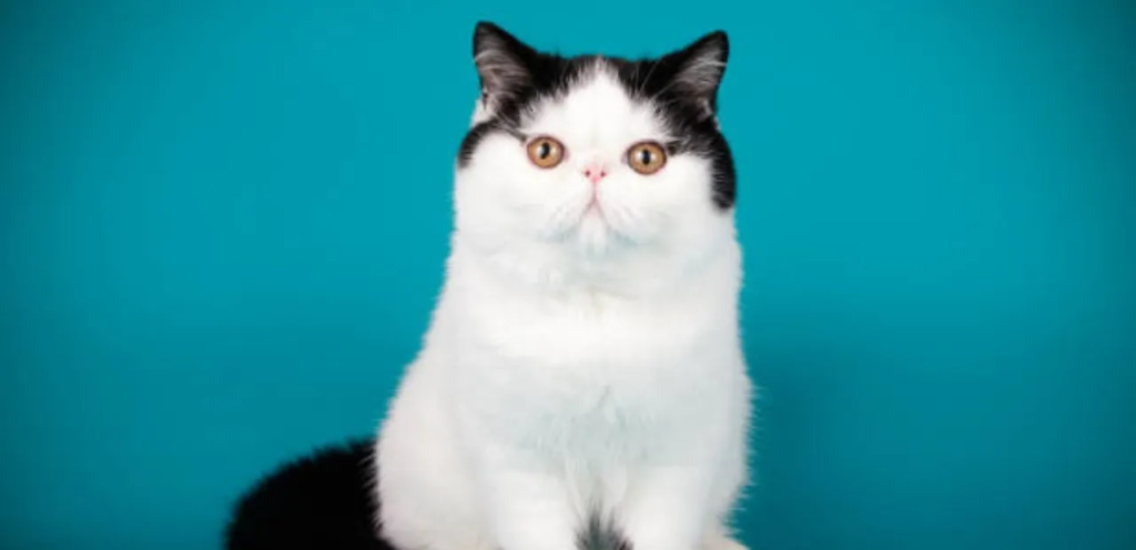 Bicolor Exotic Shorthair | Two-Toned & Plush-Coated Cat Breed 2 Bicolor Exotic Shorthair