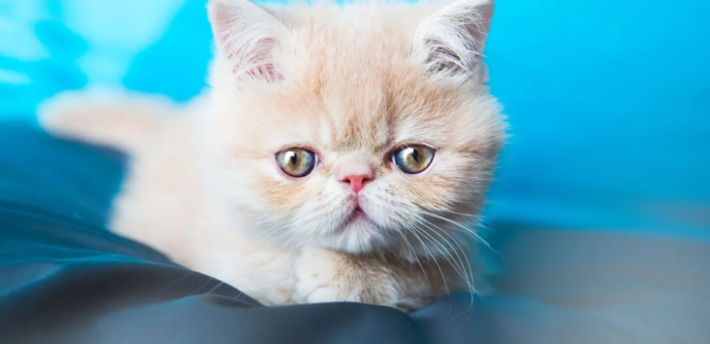 Bicolor Exotic Shorthair | Two-Toned & Plush-Coated Cat Breed 1 Bicolor Exotic Shorthair