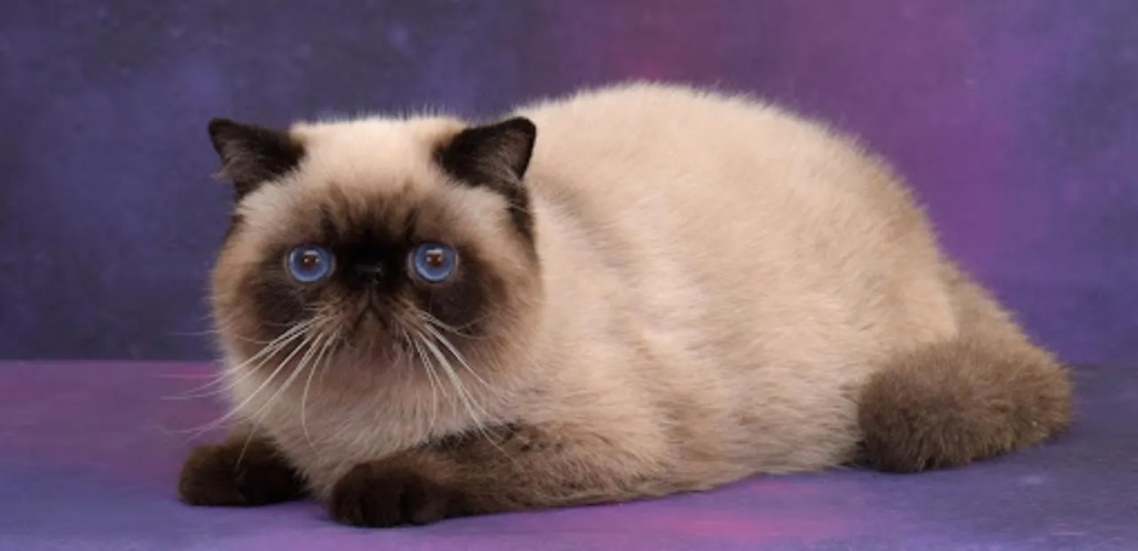 Pointed Exotic Shorthair | Plush-Coated Cat Breed 1 Pointed Exotic Shorthair