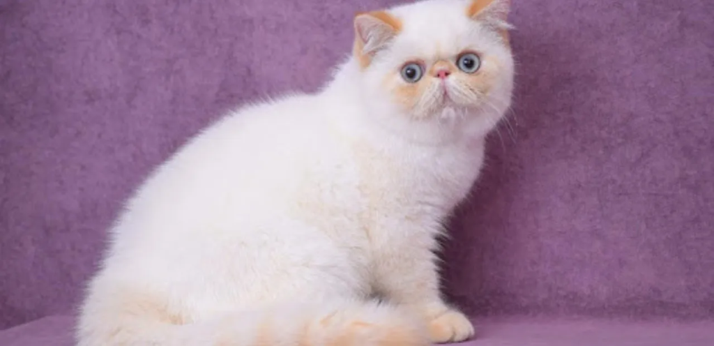 Pointed Exotic Shorthair | Plush-Coated Cat Breed 2 Pointed Exotic Shorthair