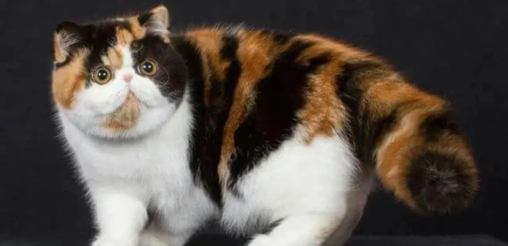 Calico Exotic Shorthair | Tri-Colored & Plush-Coated Cat Breed 1 Calico Exotic Shorthair