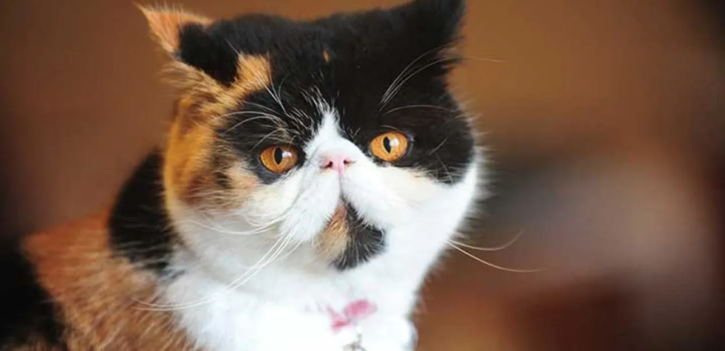 Calico Exotic Shorthair | Tri-Colored & Plush-Coated Cat Breed 2 Calico Exotic Shorthair