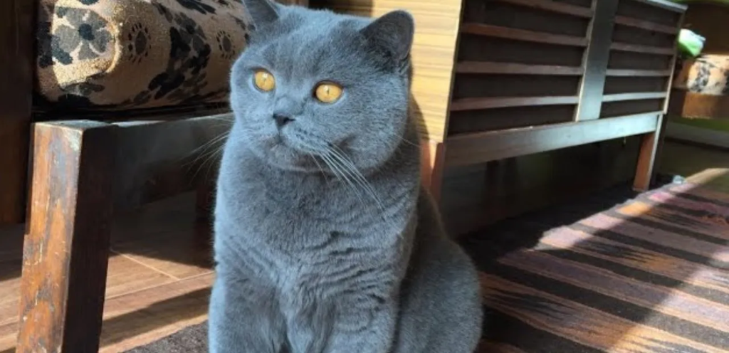 Blue Exotic Shorthair | Soft-Coated & Steel-Blue Cat Breed 1 Blue Exotic Shorthair