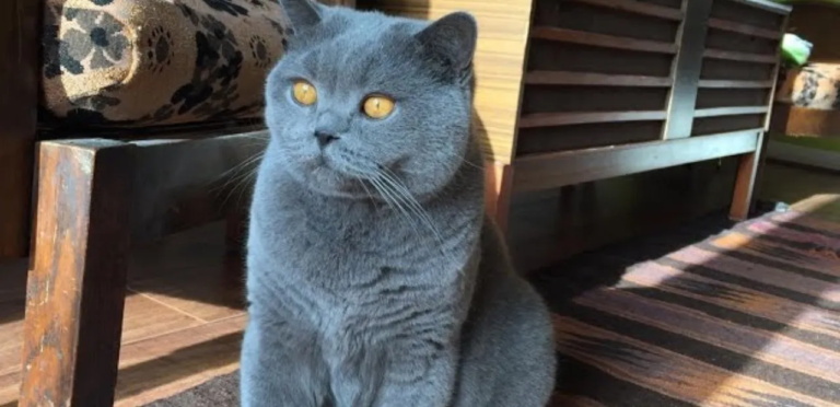 Blue Exotic Shorthair