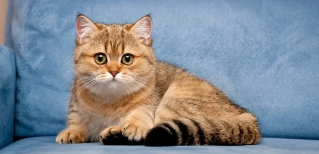 Golden Exotic Shorthair | Radiant & Plush-Coated Cat Breed 1 Golden Exotic Shorthair