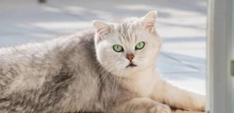 Shaded Exotic Shorthair