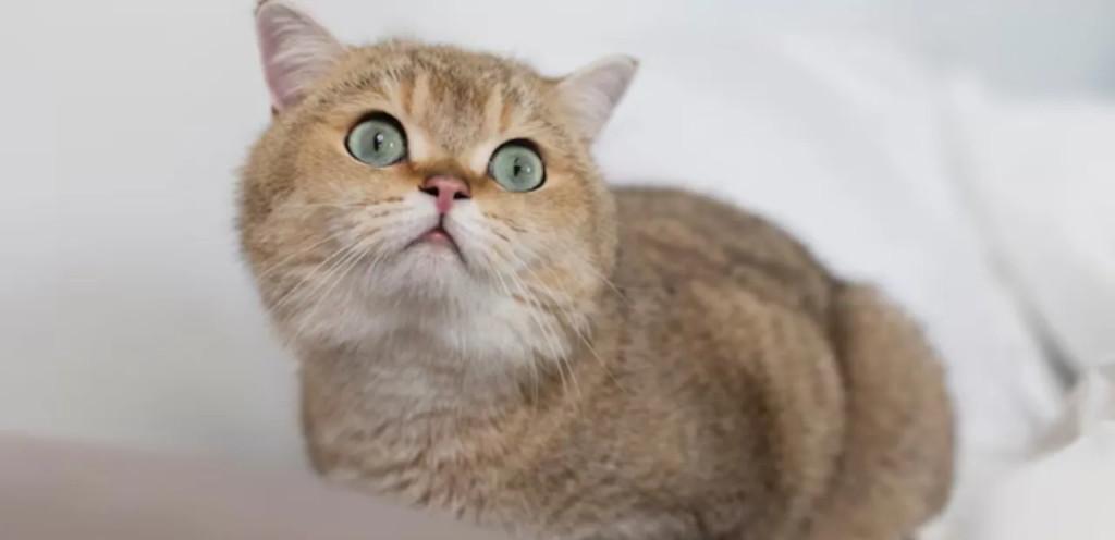Shaded Exotic Shorthair | Silky & Gently-Tinted Cat Breed 2 Shaded Exotic Shorthair