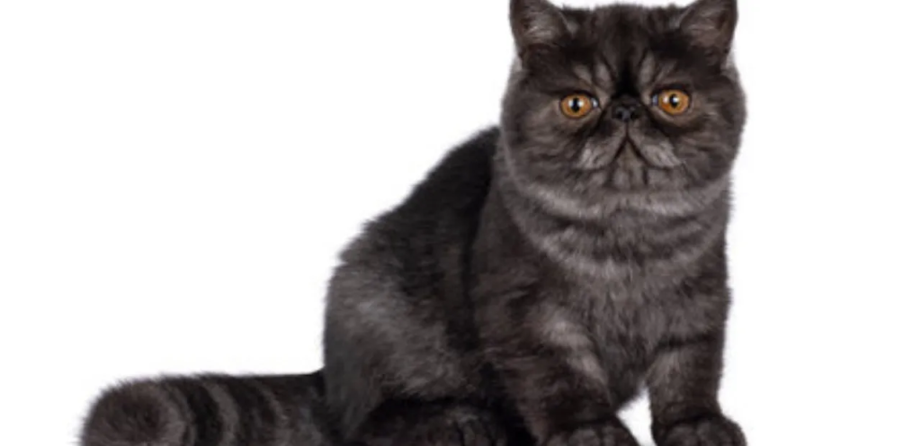 Smoke Exotic Shorthair | Smoky-Coated Cat Breed 1 Smoke Exotic Shorthair