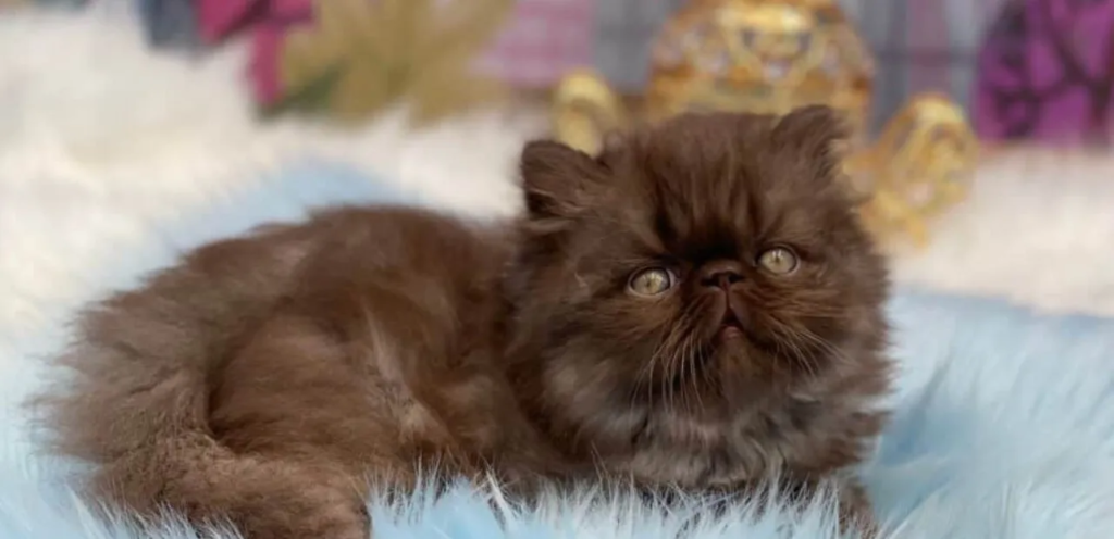 Smoke Exotic Shorthair | Smoky-Coated Cat Breed 2 Smoke Exotic Shorthair