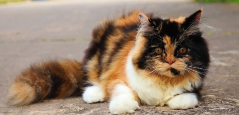 Tortoiseshell Exotic Shorthair