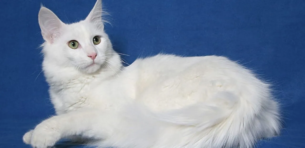 Turkish Angora | Elegant & Silky-Coated Cat Breed 1 Turkish Angora Cat