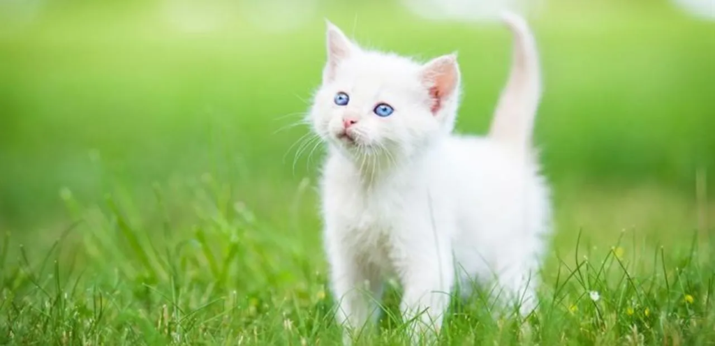 Turkish Angora | Elegant & Silky-Coated Cat Breed 2 Turkish Angora Cat