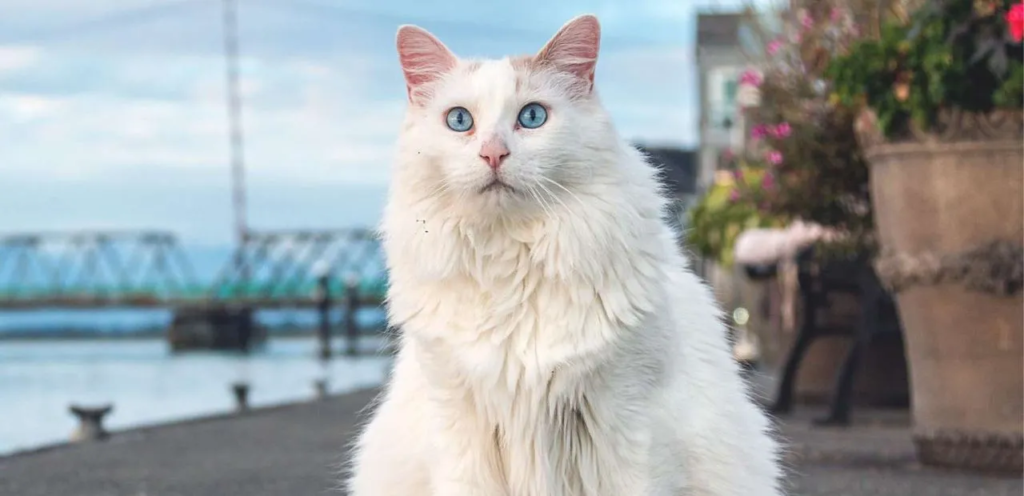 Turkish Van | Swimming & Bi-Colored Cat Breed 1 Turkish Van Cat