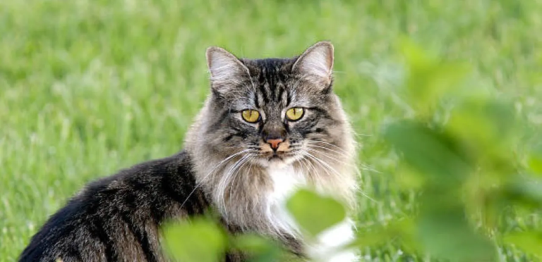 Manx Cats