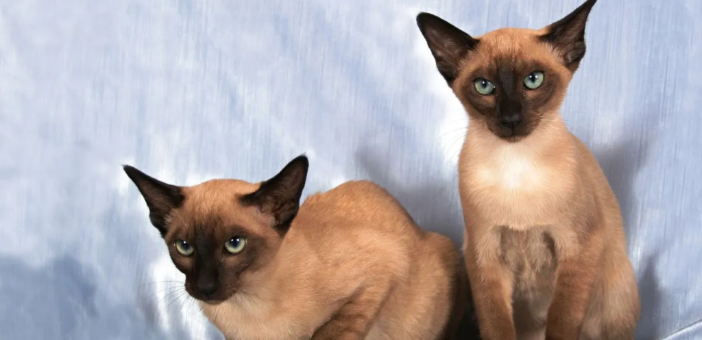 Tonkinese Cats | Playful & Mink-Coated Cat Breed 2 Tonkinese Cats