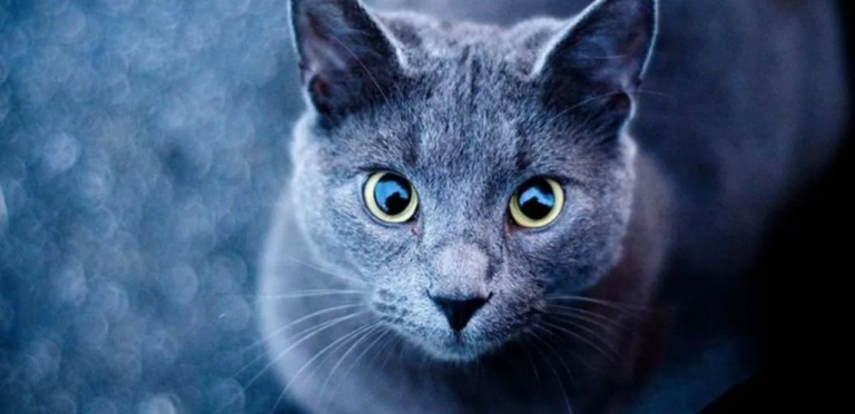 the feature image is about Russian Blue Cat
