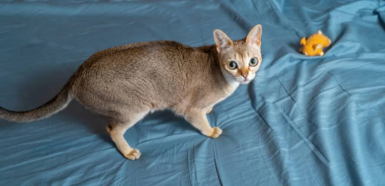 Singapura Cat