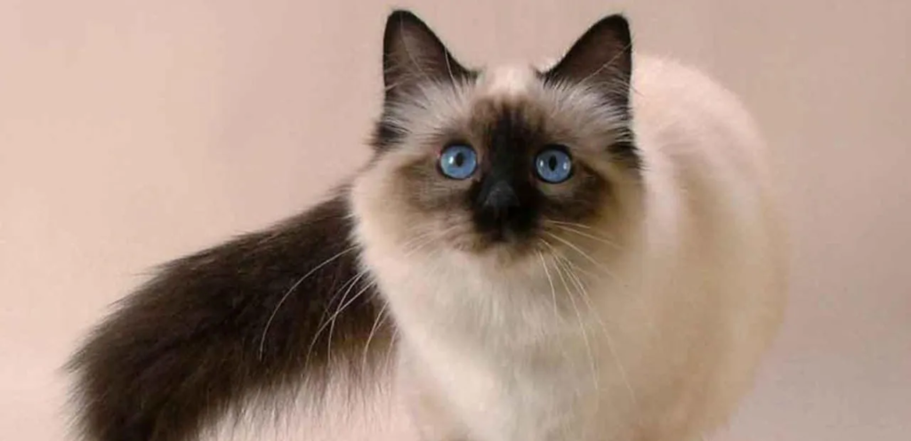 Balinese Cat | Graceful & Silky-Coated Cat Breed 1 Balinese Cat