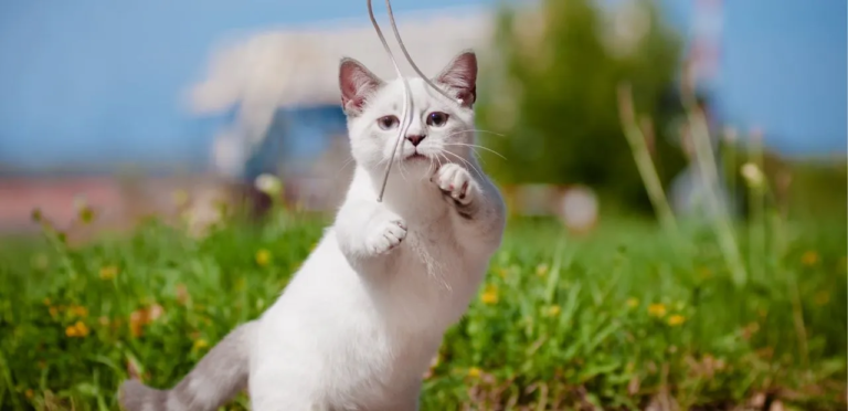 Munchkin Cat