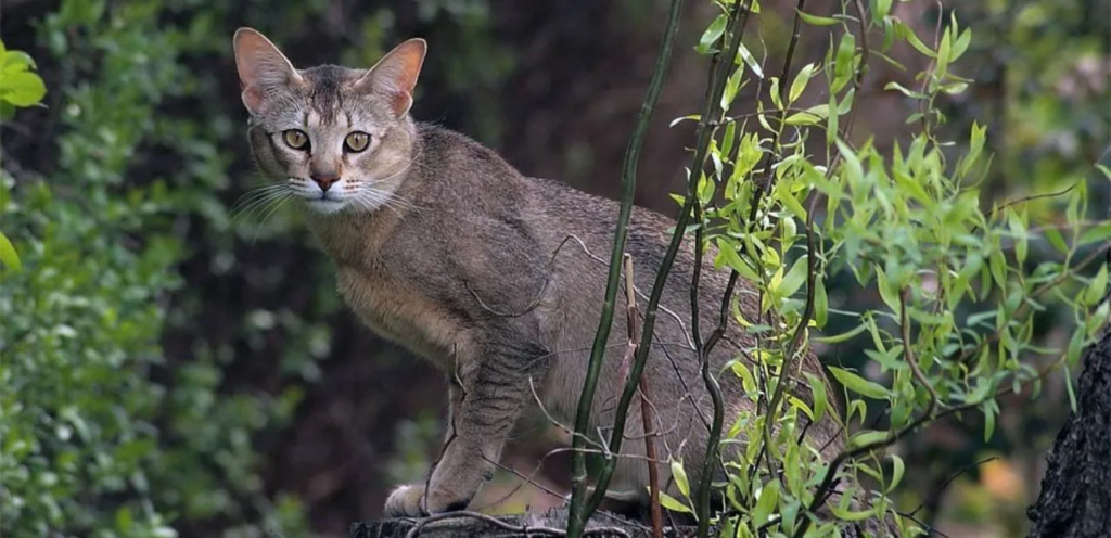 Chausie Cat | Wild-Looking & Athletic Cat Breed 2 Chausie Cat