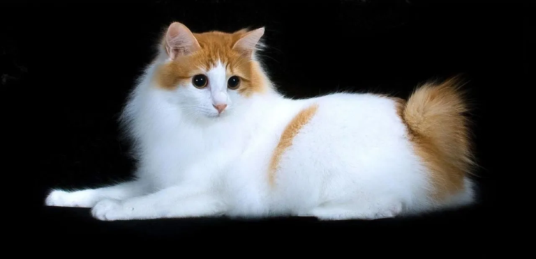 Japanese Bobtail Cat