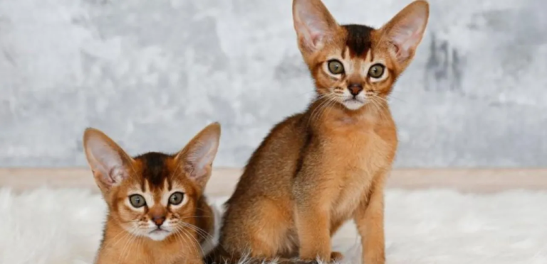 the feature image is about Abyssinian Cat