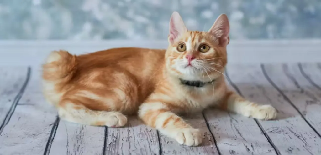 American Bobtail | Wild-Looking & Short-Tailed Cat Breed 2 American Bobtail Cat