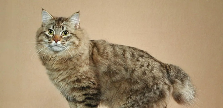 American Bobtail Cat