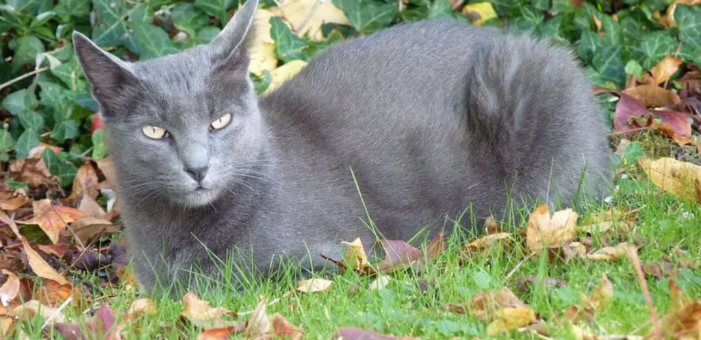 Korat Cat | Silver-Blue & Heart-Faced Cat Breed 1 Korat Cat