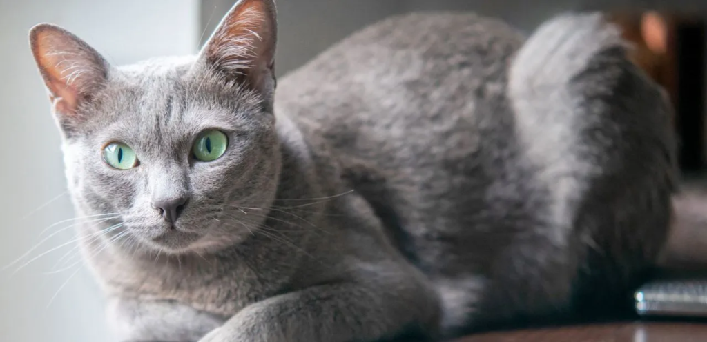 Korat Cat | Silver-Blue & Heart-Faced Cat Breed 2 Korat Cat