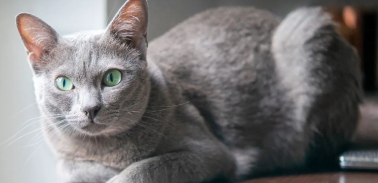 Korat Cat