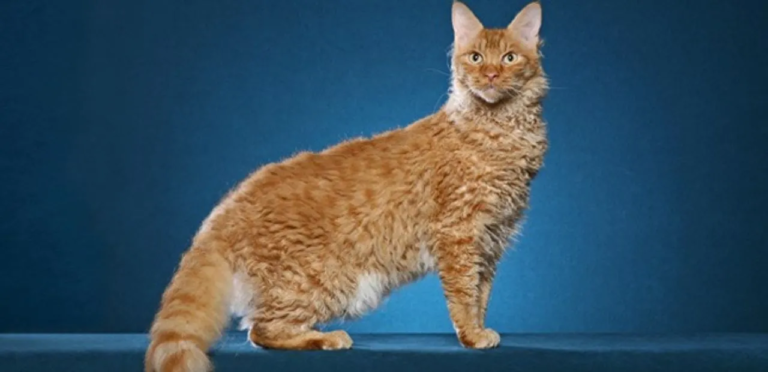 LaPerm Cats