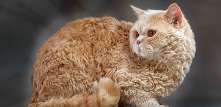 Selkirk Rex Cat
