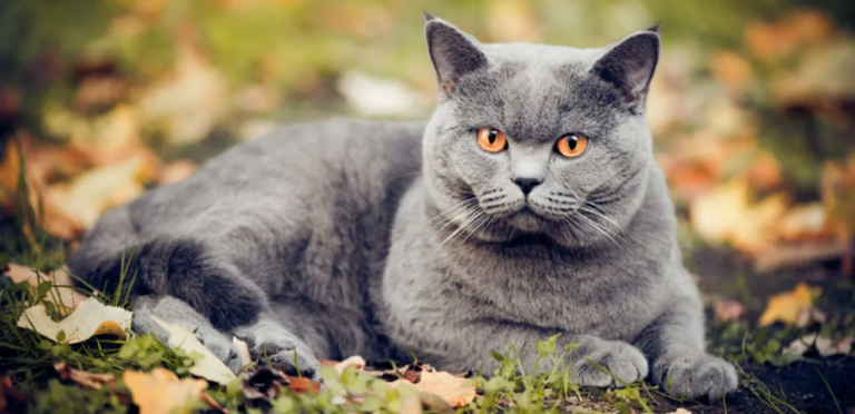 the feature image is about British Shorthair Cat